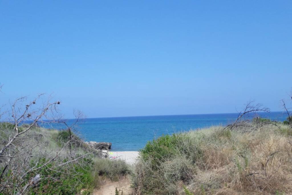 Appartement Les Pieds Dans L'Eau 300 M Plage - 2 Piscines Linguizzetta Exteriör bild